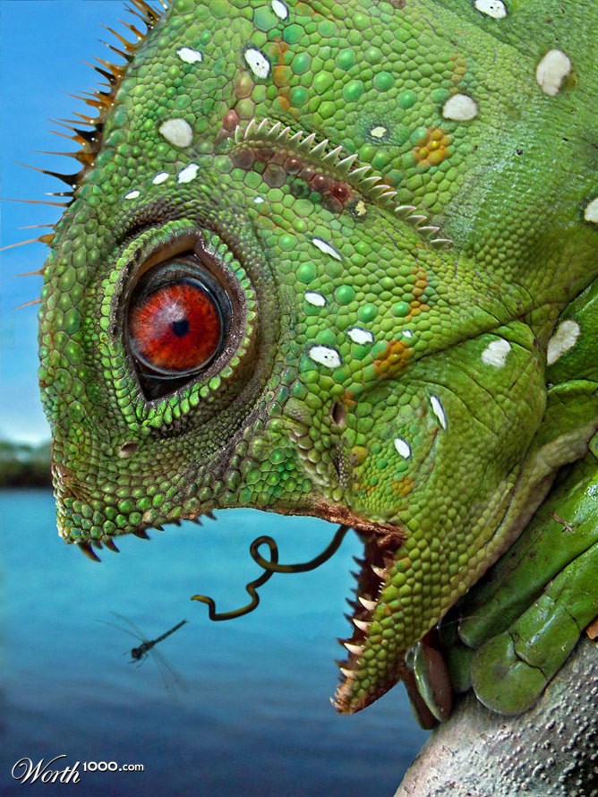 Spring Chimaera