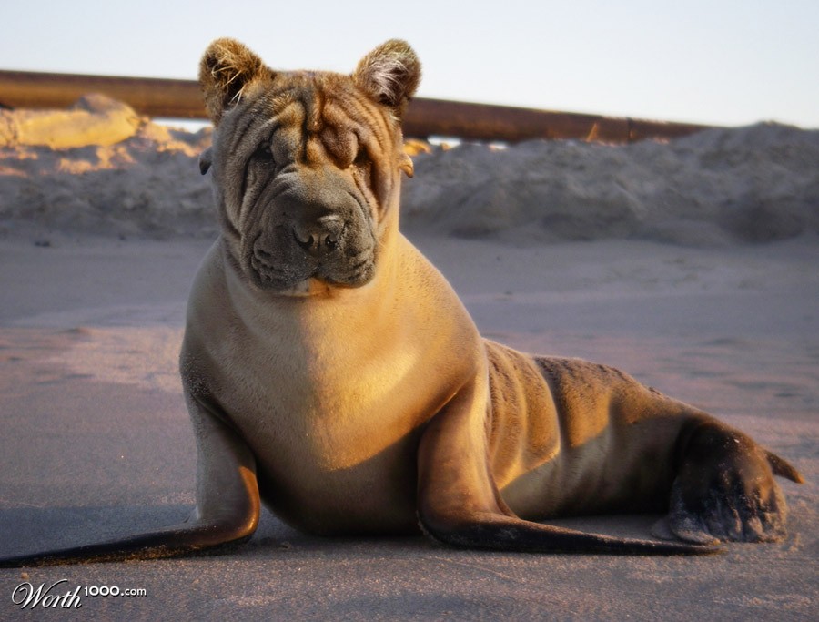 Shar Pei Sea Lion