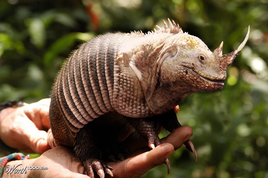 Arminguanorinokerus
