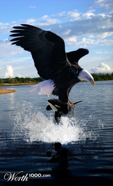 Mega Eagle