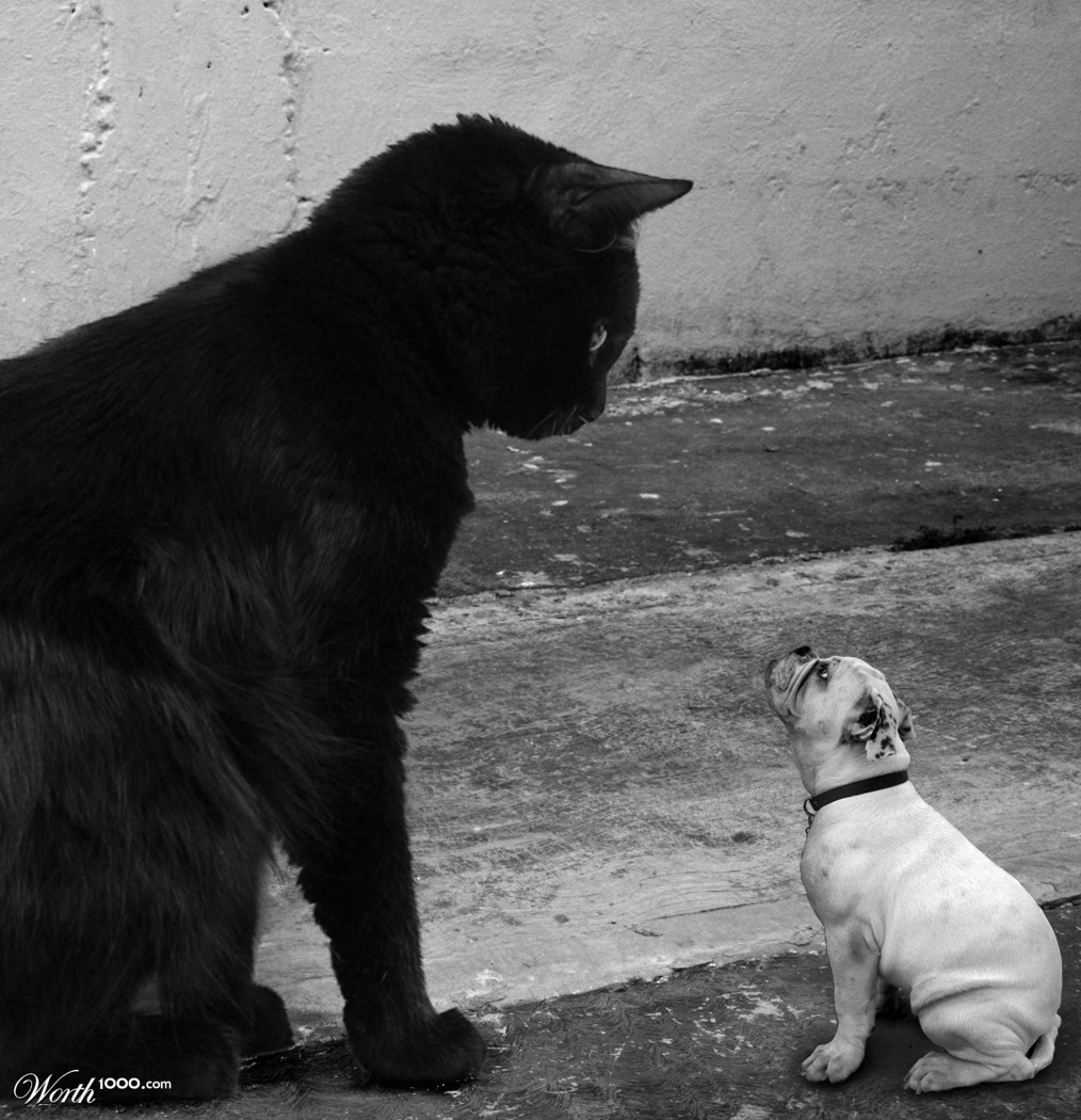 el gato grande