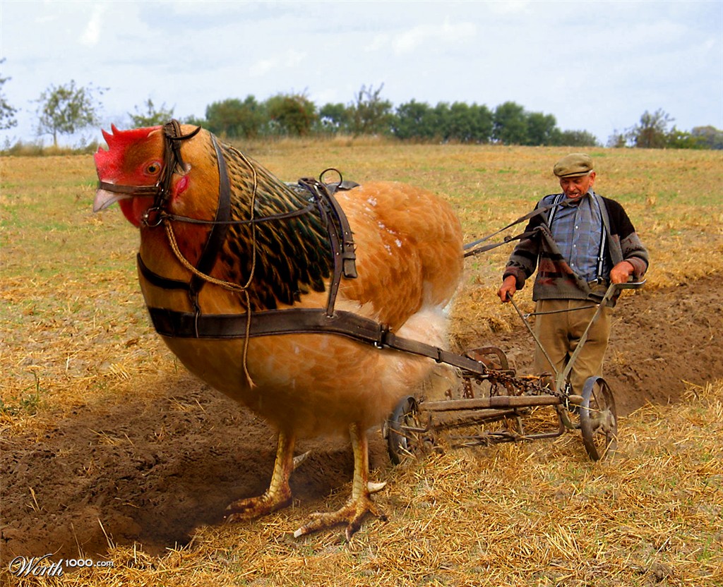 Ultrachicken