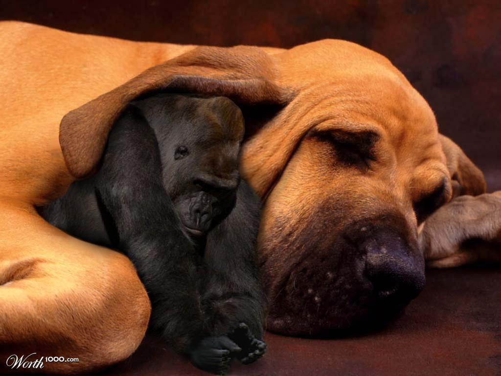 Little Gorilla