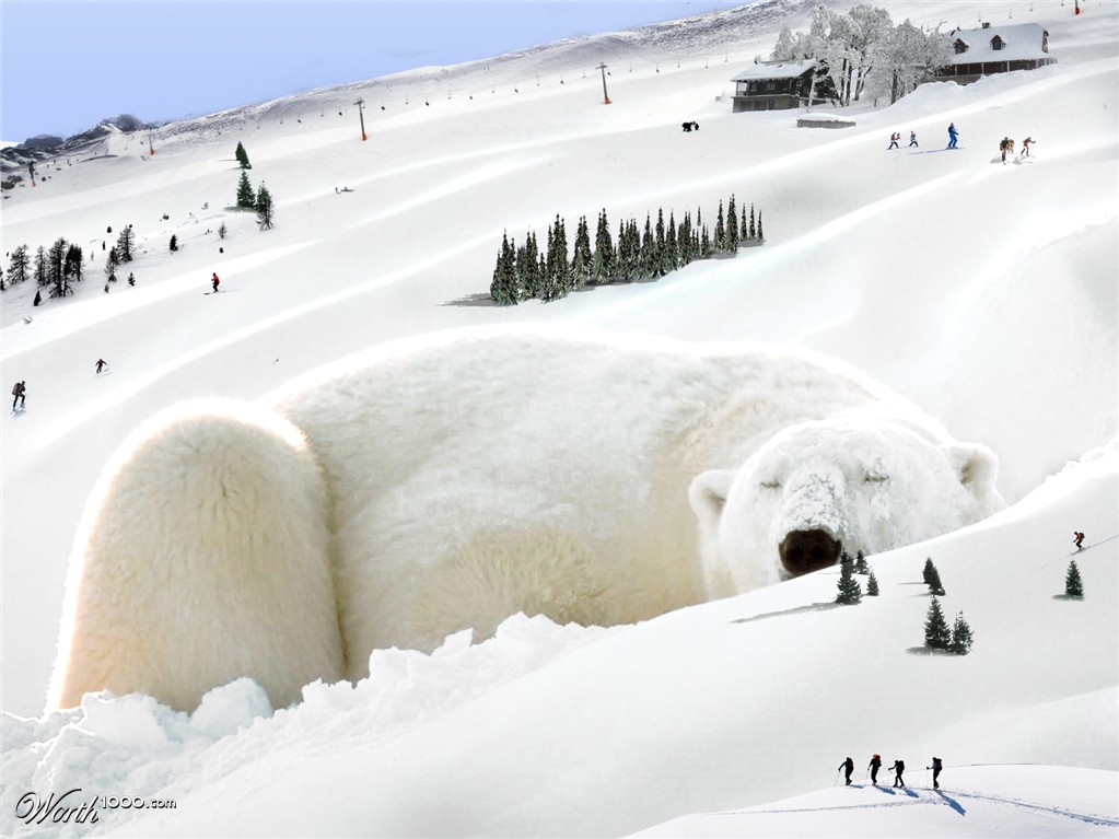 Polar Bear