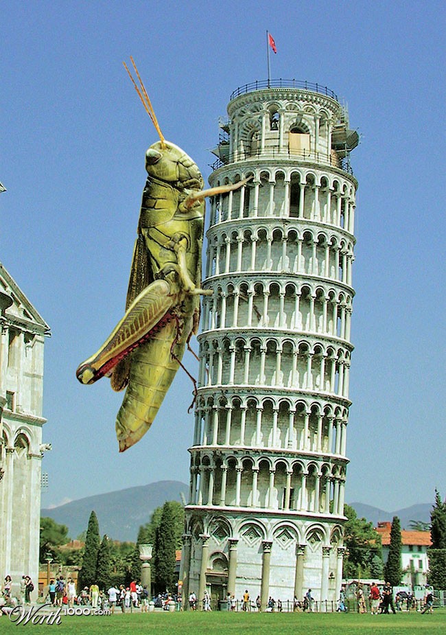 Giant Grasshopper