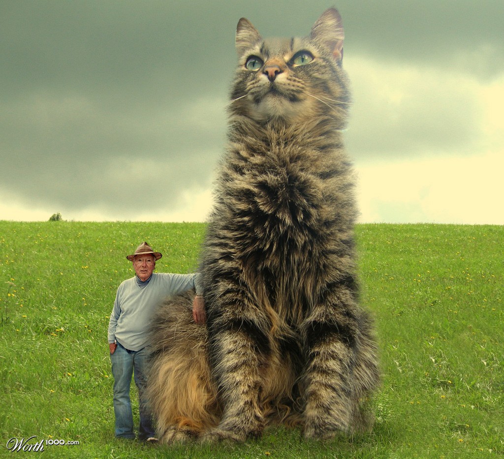 The Big Cat