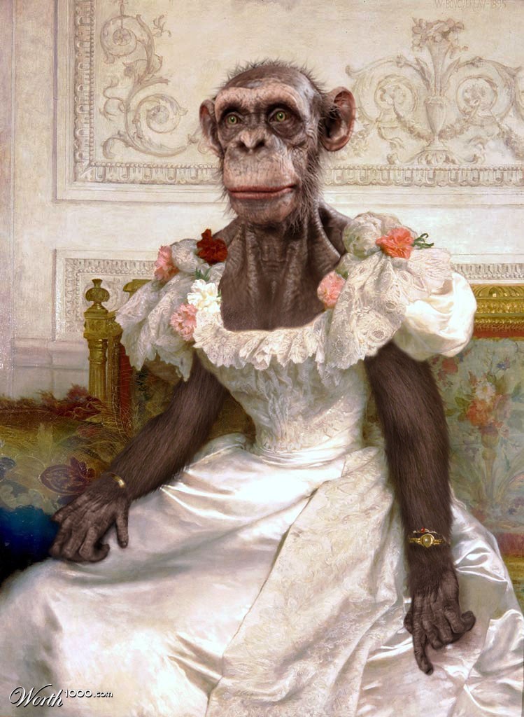 Chimpanzee
