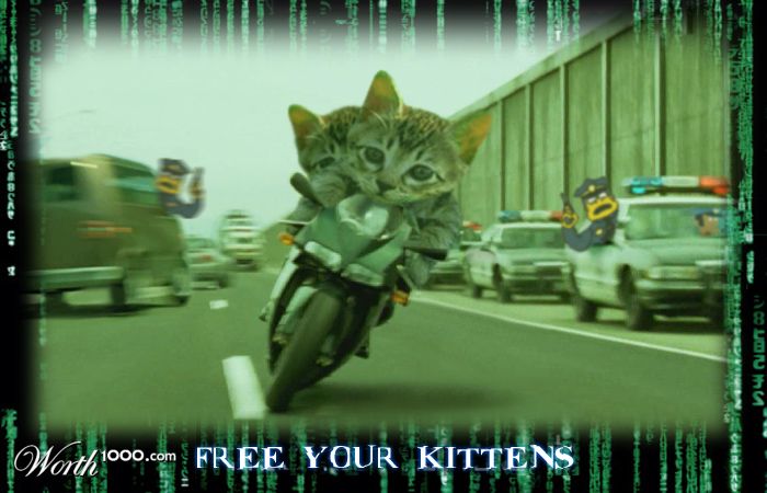 All Your Kitten