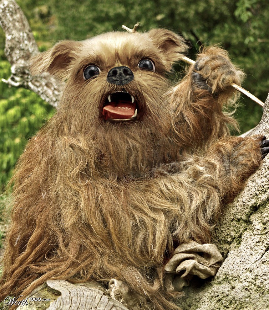 Treedog