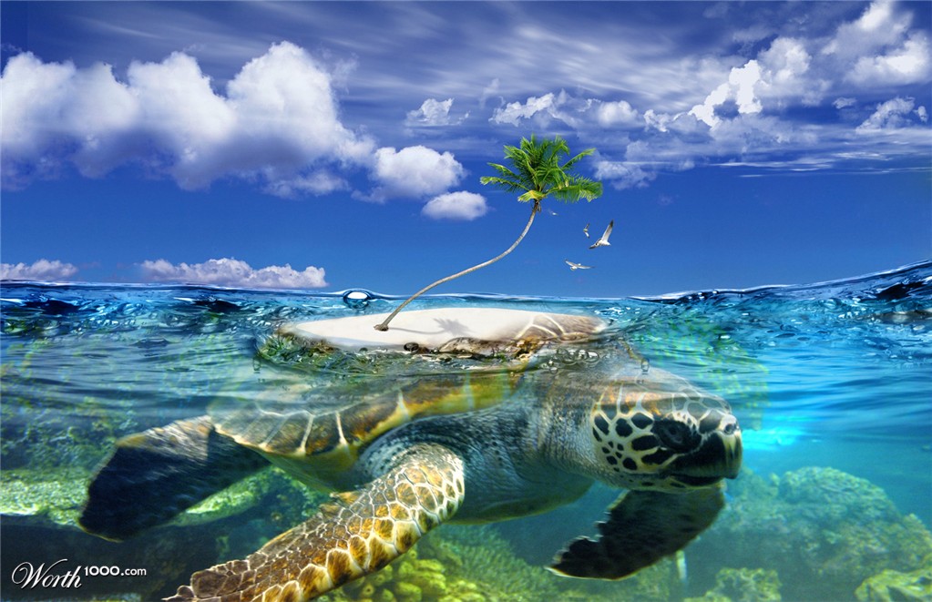 Turtle