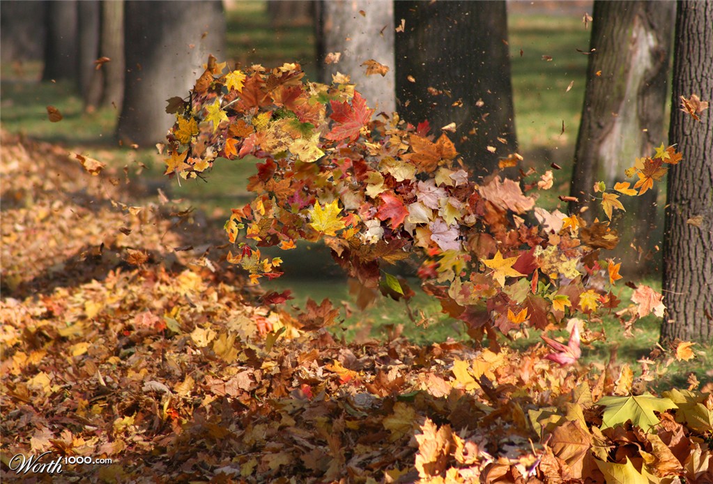 Tiger leaves