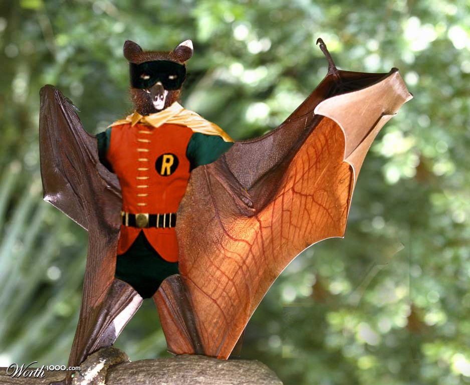 Robin