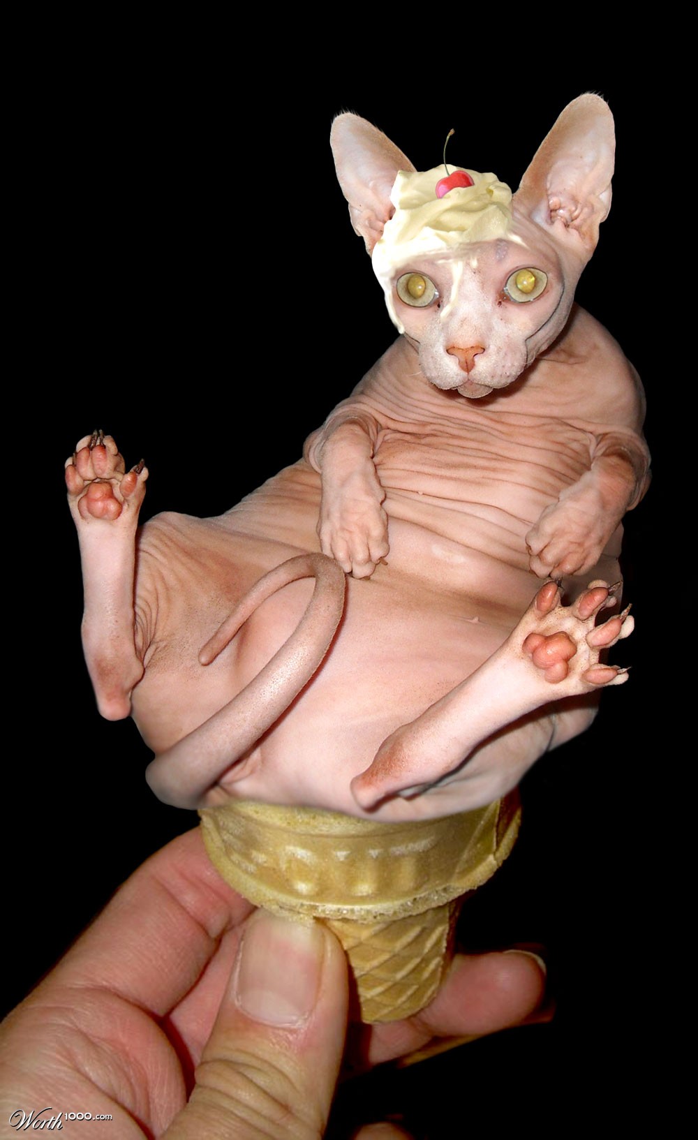 The Purrfect Soft Serve