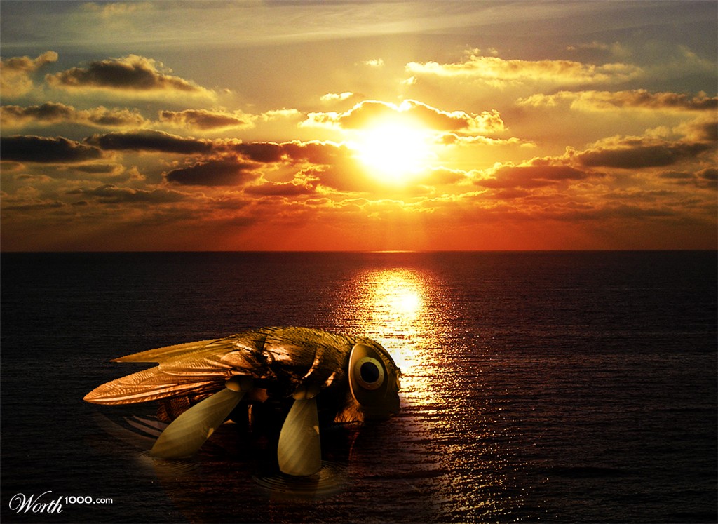 Fly Boat