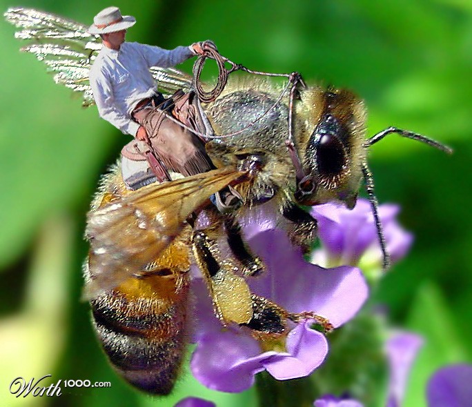 Beeboy
