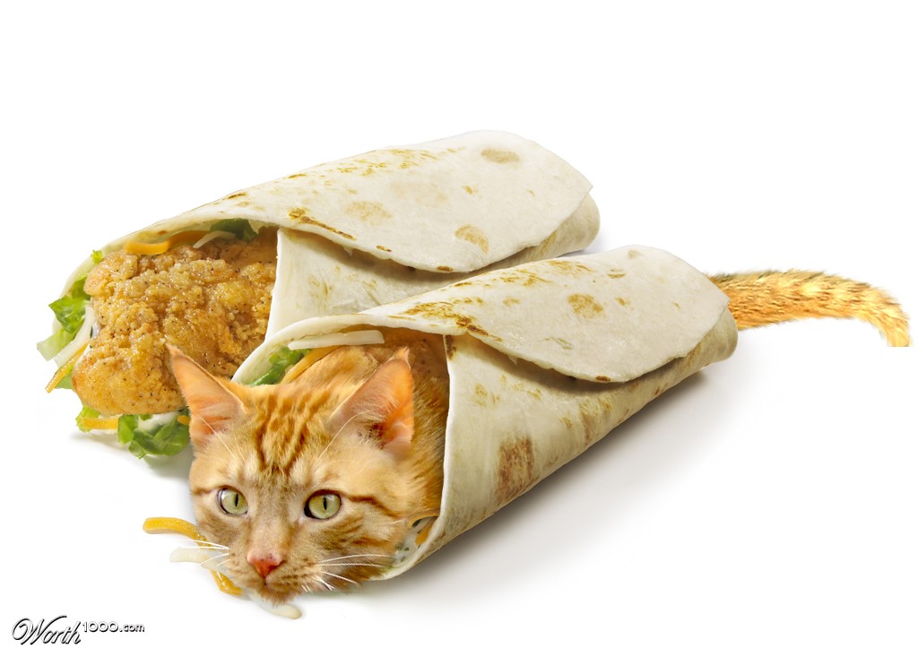 Cat wrap