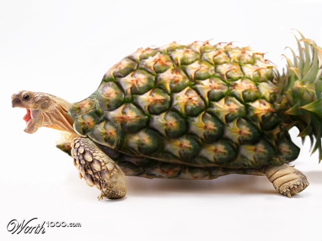 Pine-Turtle