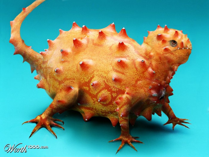 Dragon Fruit