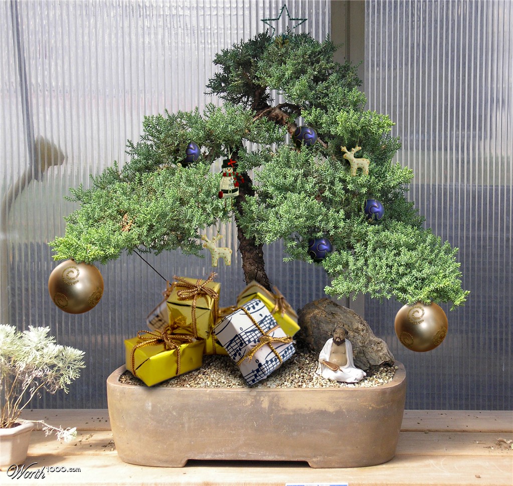 Christmas Bonsai