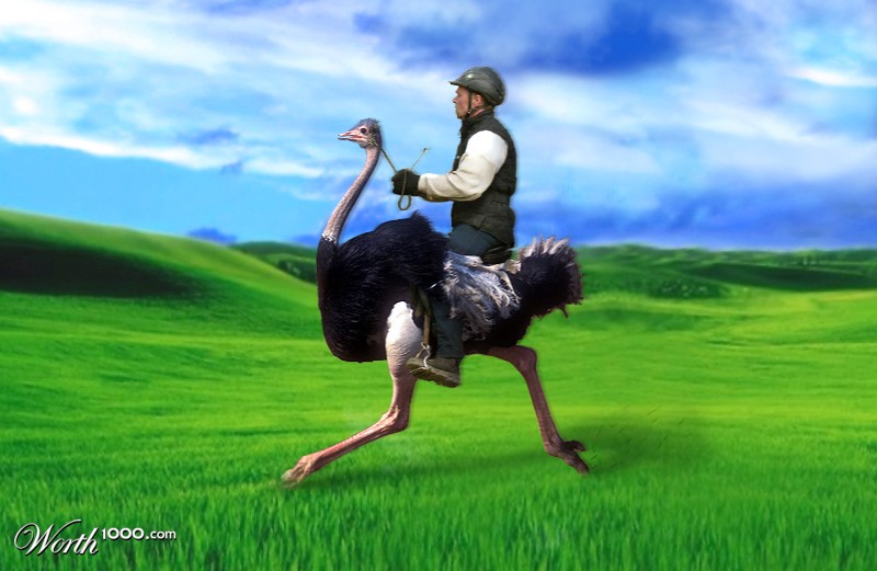 Ostrich ride