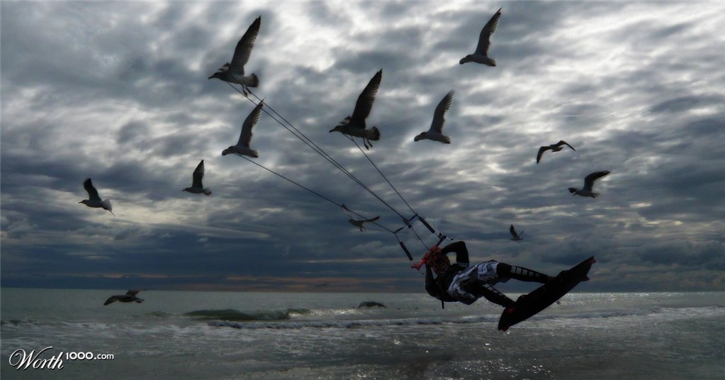 seagull surfing