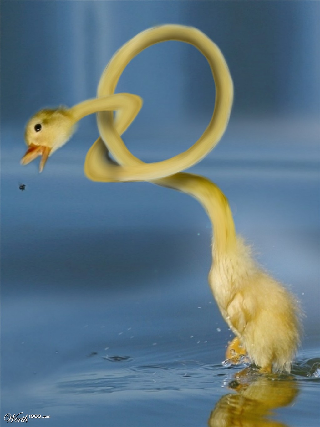 duck