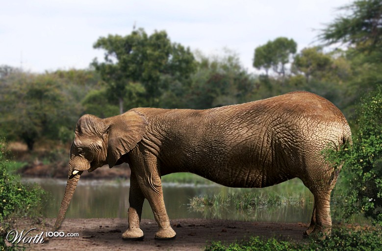 Extendelephant