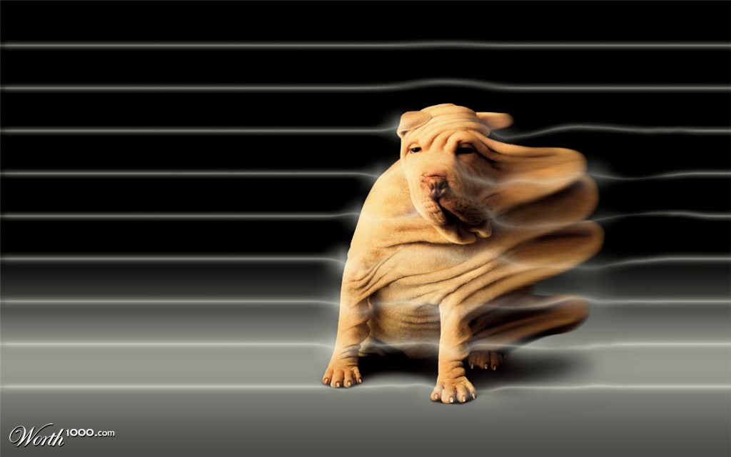 In the wind tunnel