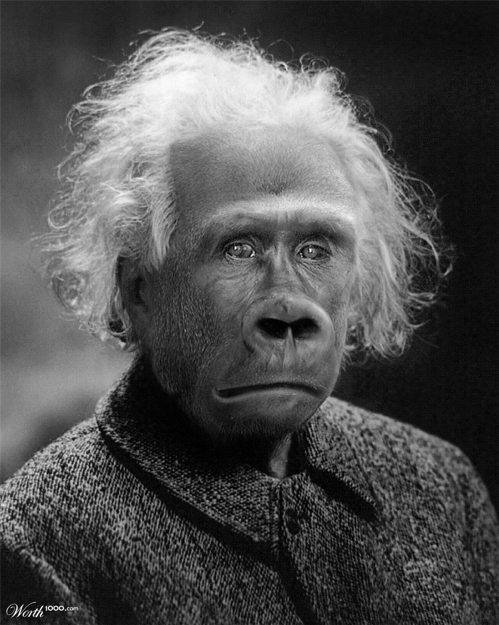 Einstein of the apes