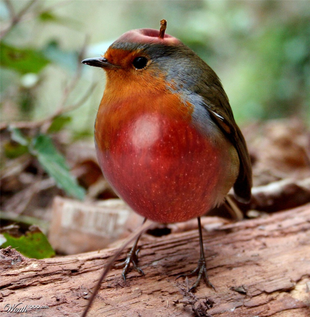 Apple bird
