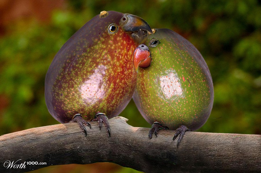 Parrot avocado