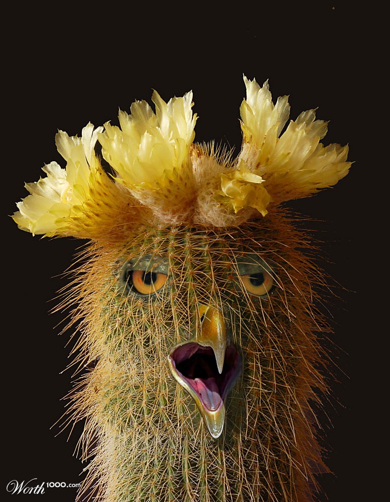 Cactowl