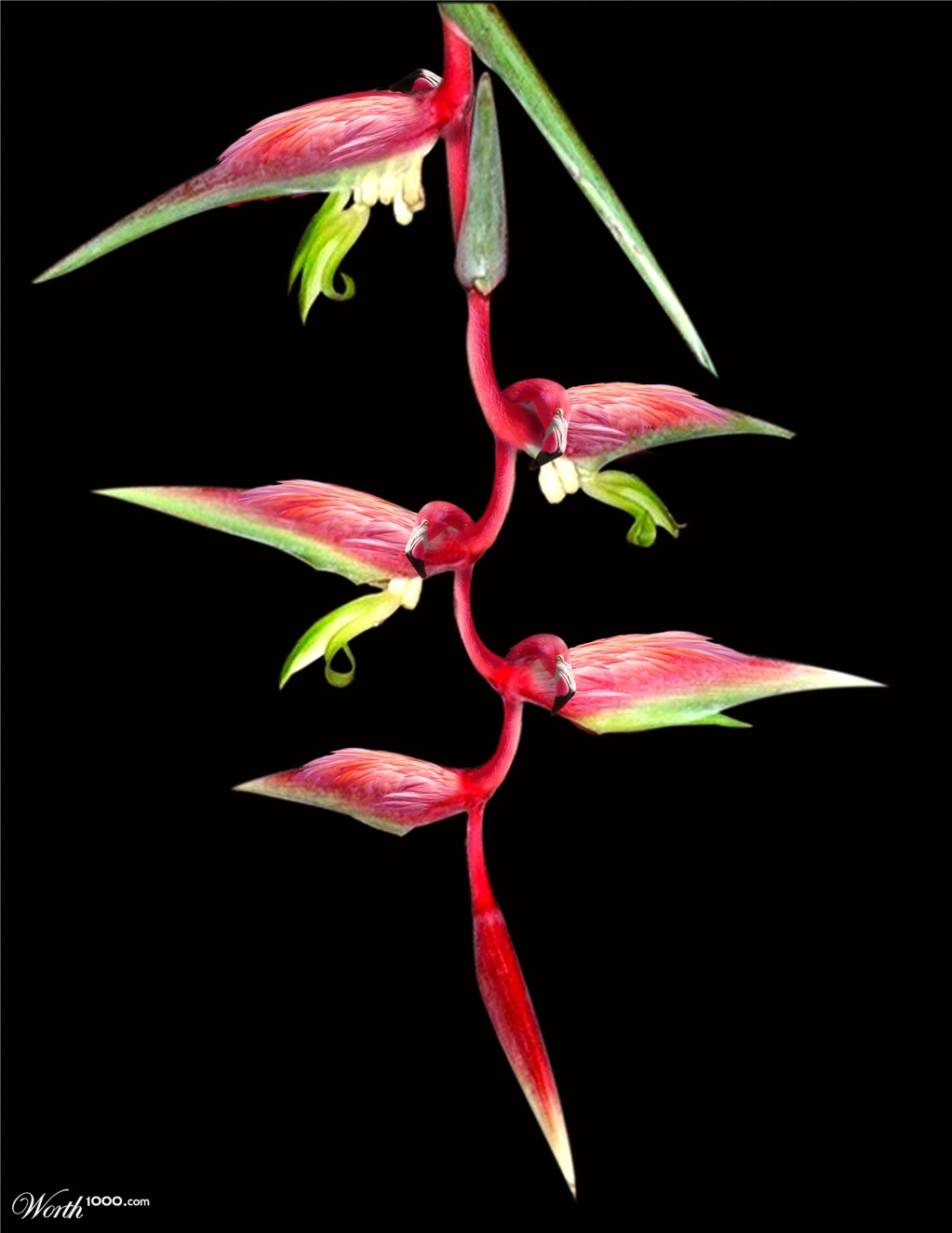 Flimingo Flower