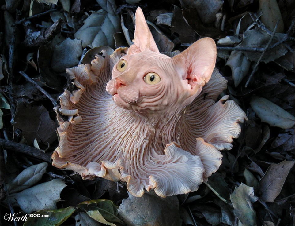 Fungi Felina