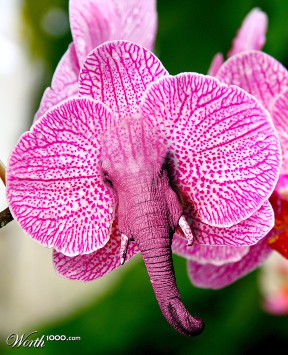 OrchidElephant