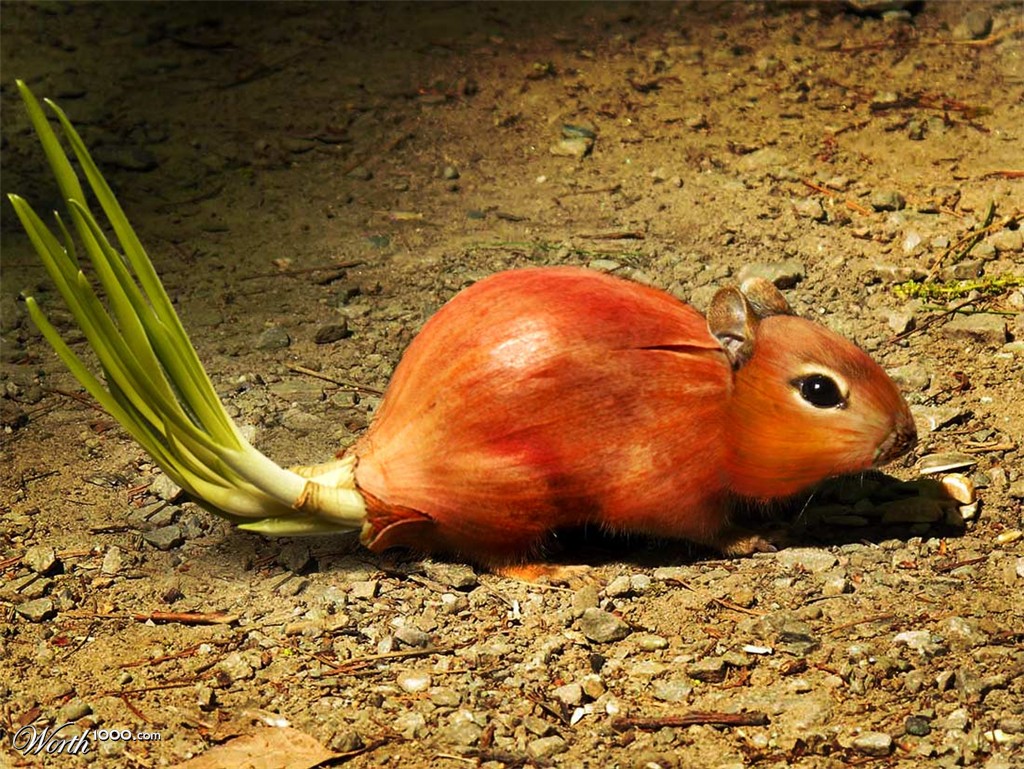 Rodent Onion