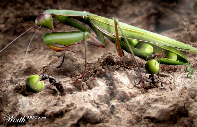 Raid on the Mantipod