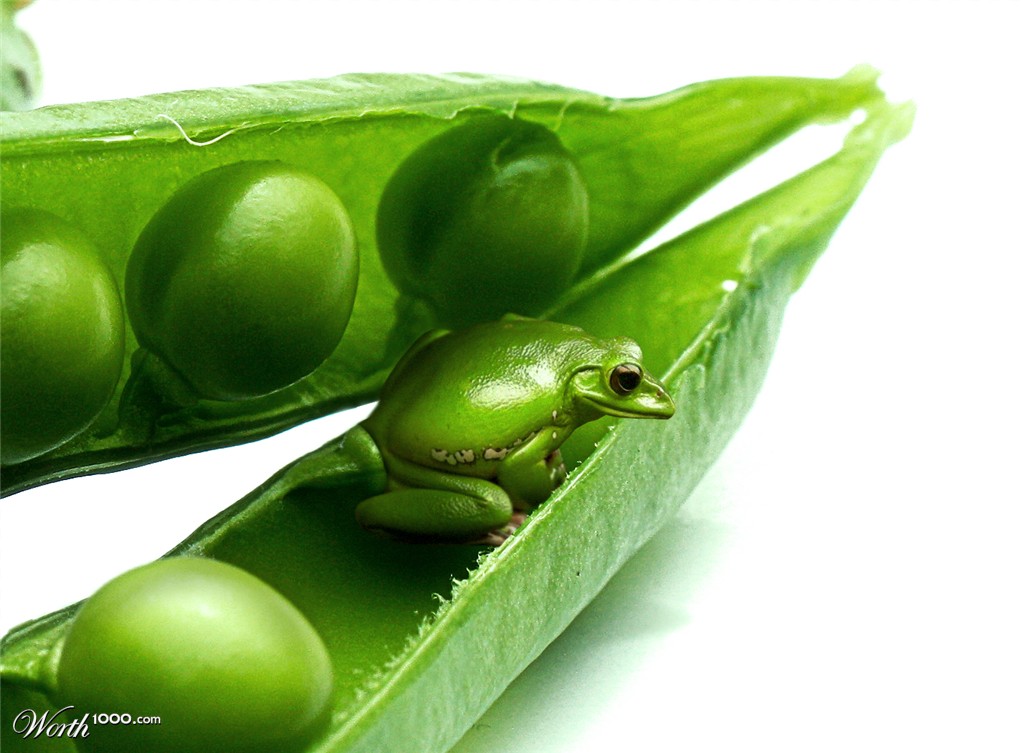 Bean frog