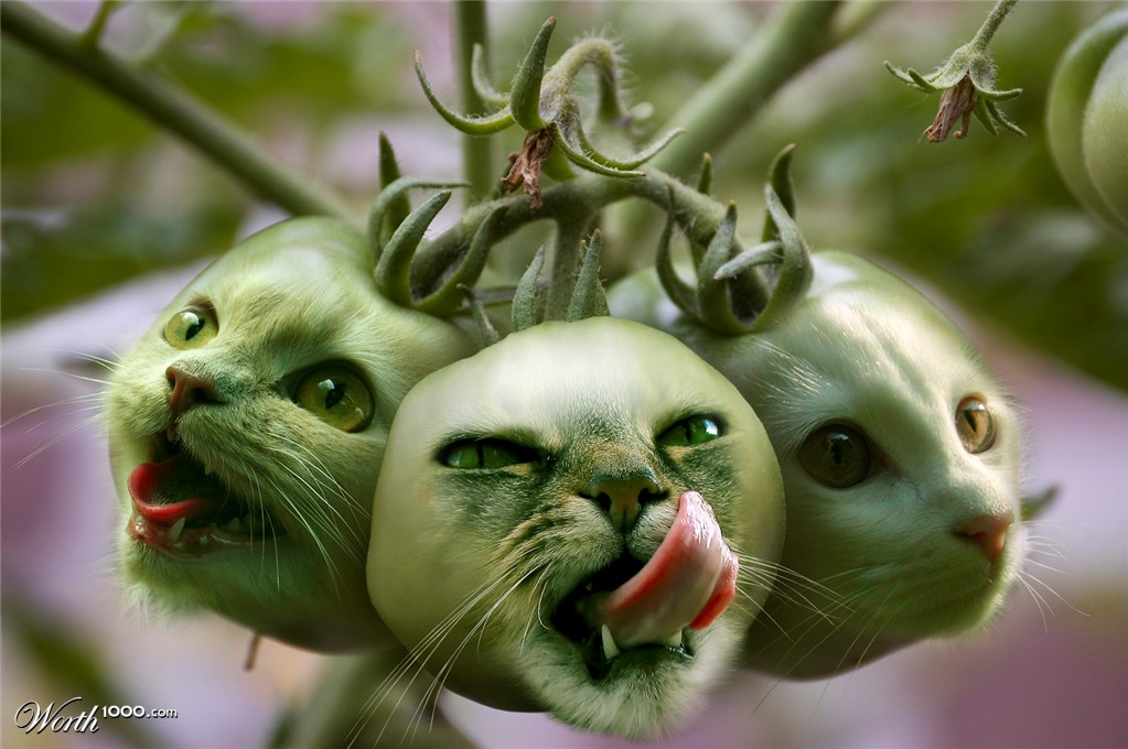 Unripe Kitties