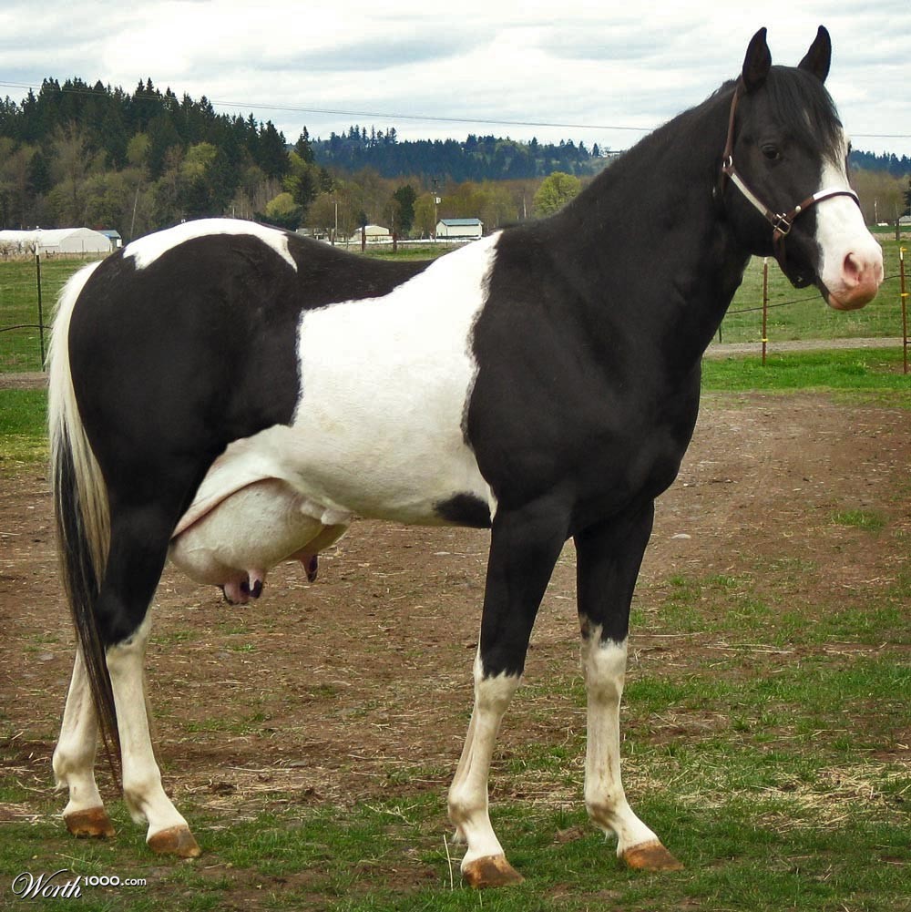 Horse? Cow?