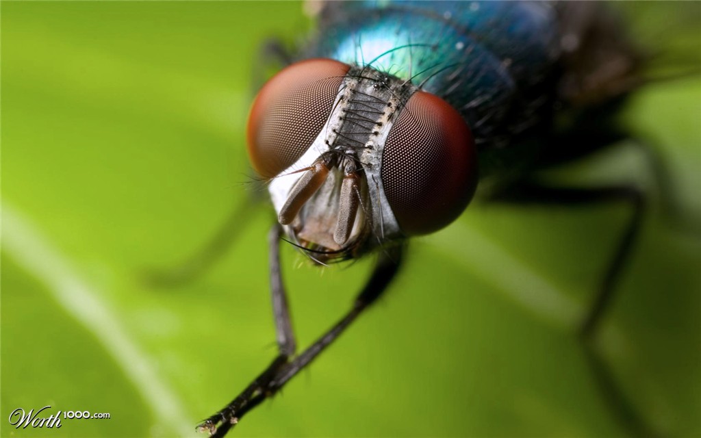 Fly
