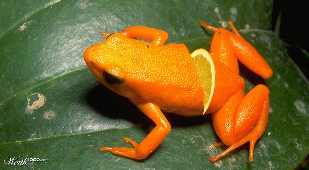 Frog