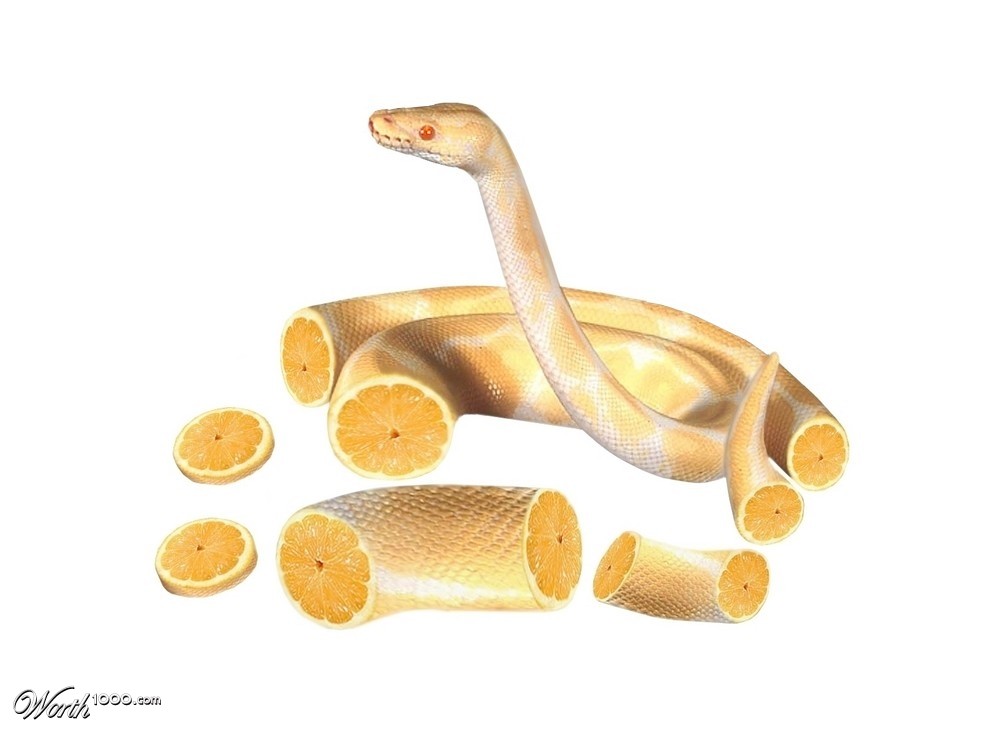 Sliced Orange Snake