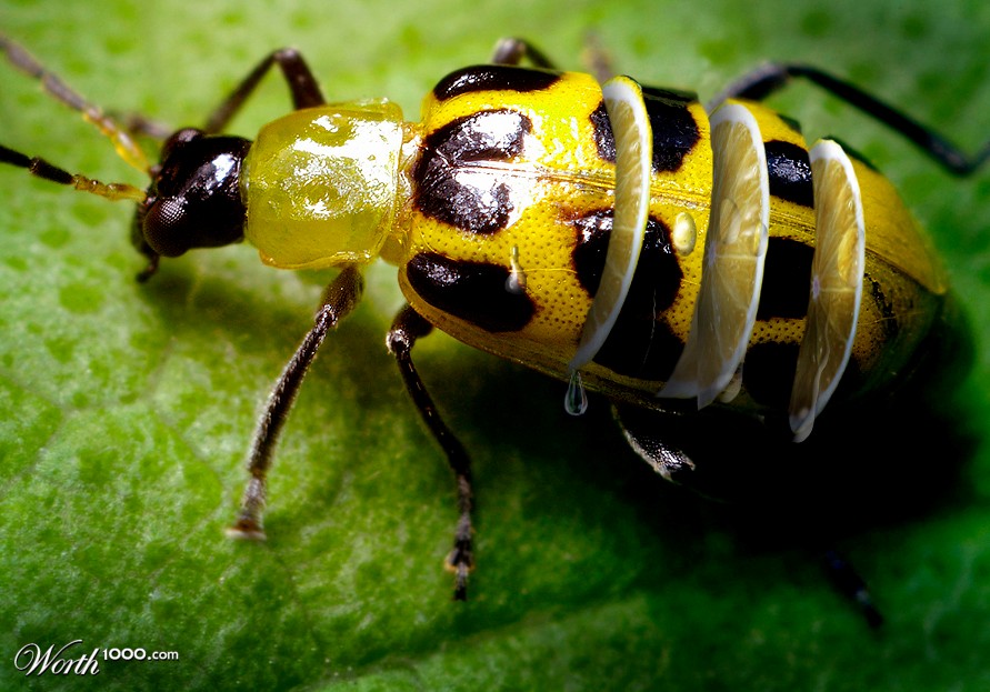 Beetle