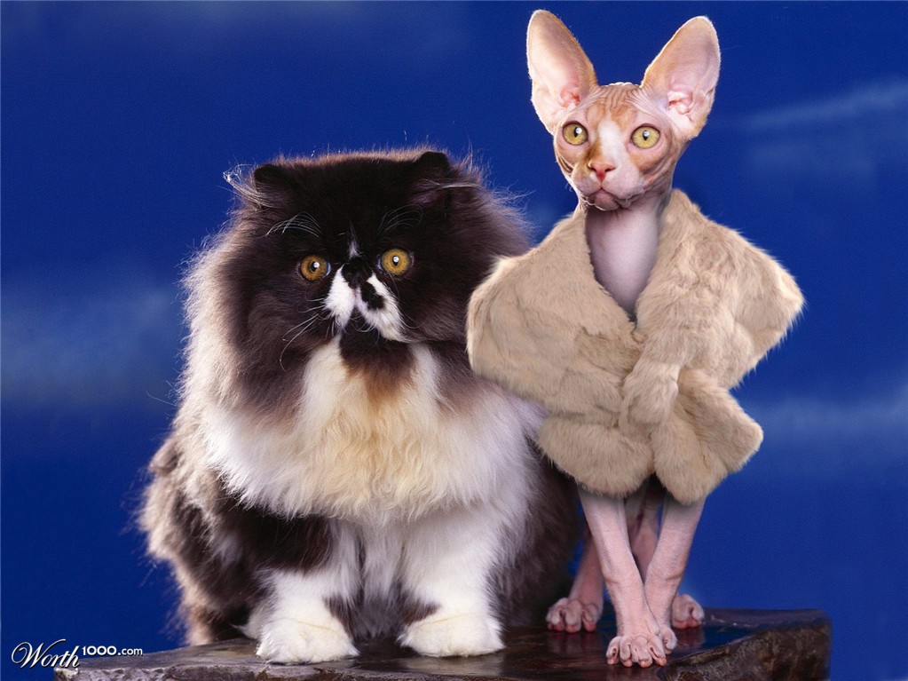 Sphynx
