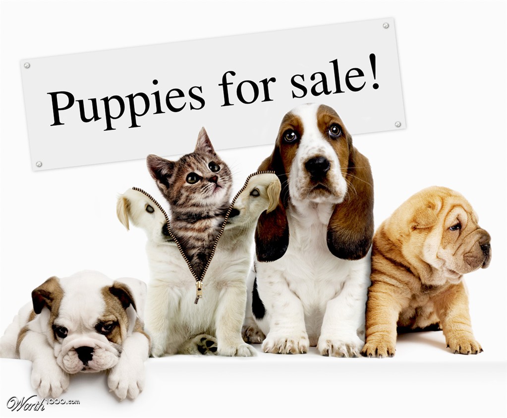 Lovely puppies