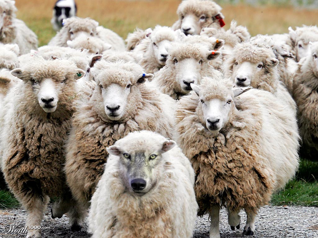 wolf in disguise