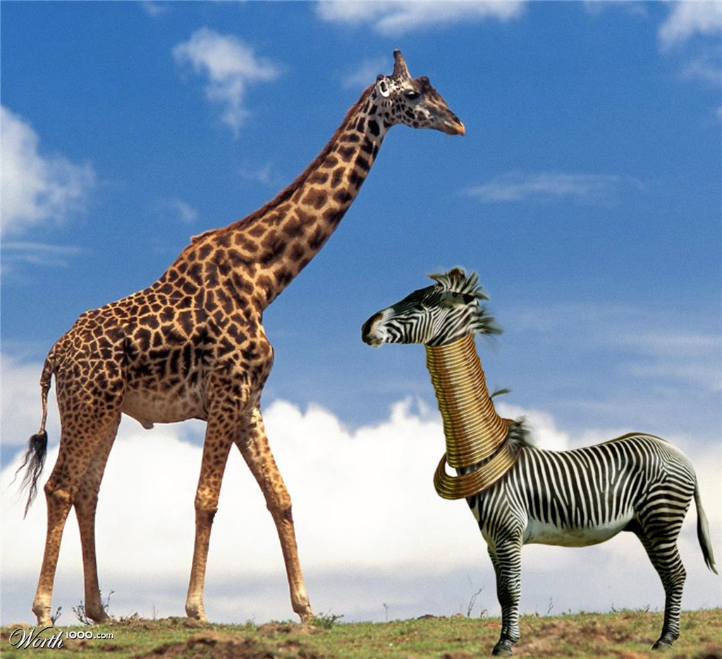 Giraffe´s love