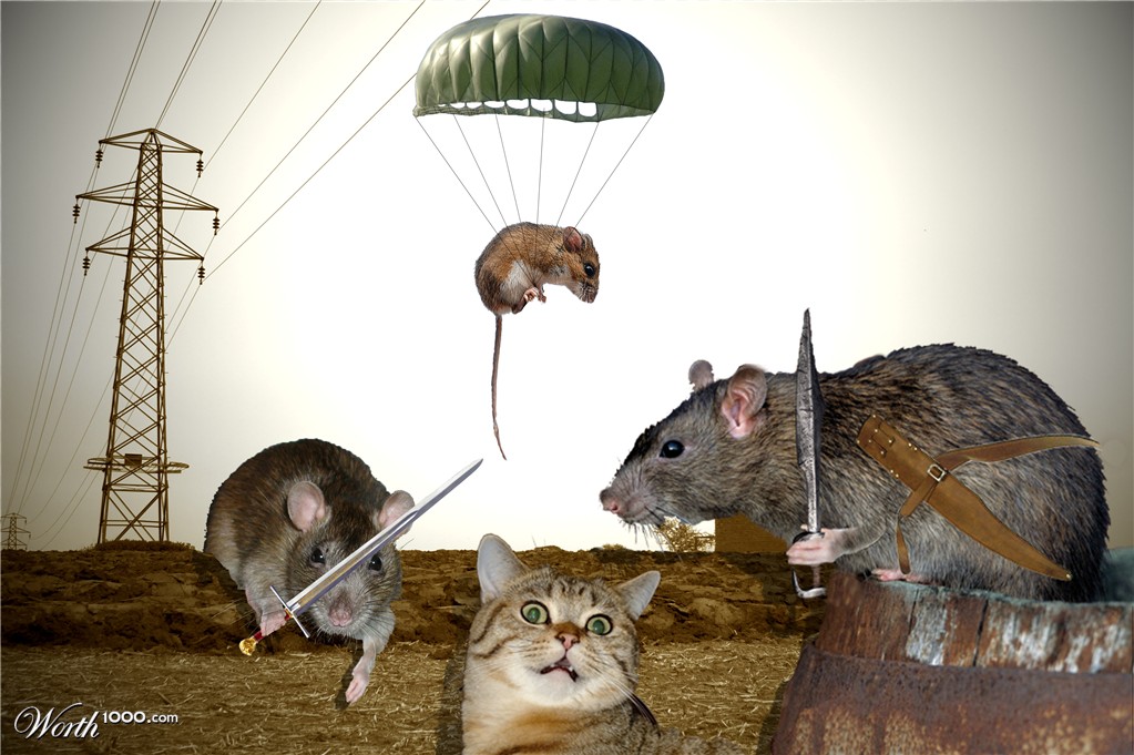 Mice vs Cat