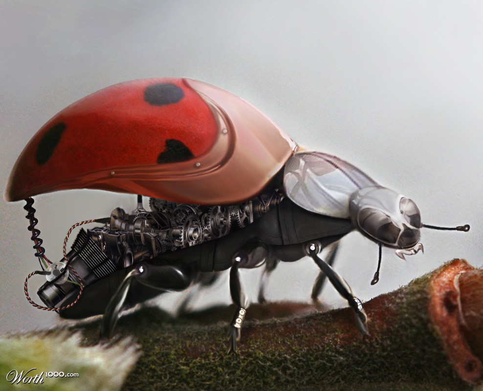LadyCyBug